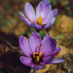 Vibrant purple crocus flowers in full bloom captured up-close, highlighting their detailed petals.