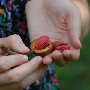 Close-up of hands holding nutmeg seed, showing vibrant red mace outdoors.