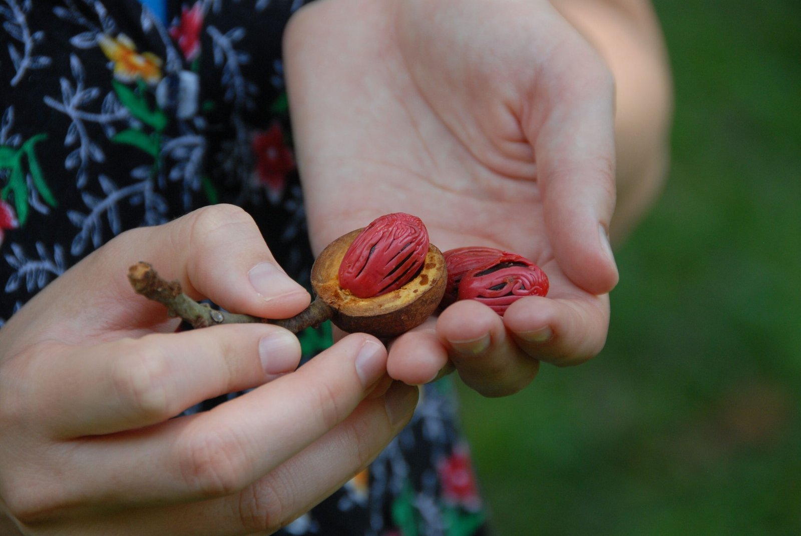 pexels photo 1471387 1471387 Close-up of hands holding nutmeg seed, showing vibrant red mace outdoors.