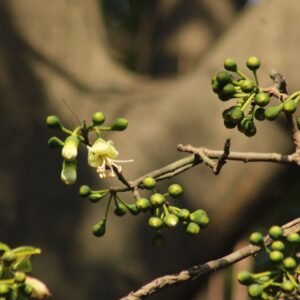Close-up of green buds and white blossoms on a branch in sunlight.