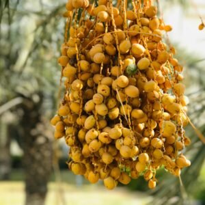 dry fruits and seeds Close-up of fresh golden dates on a palm tree with blurred green background.
