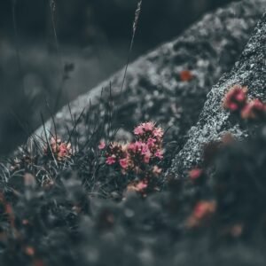 Closeup of tiny pink blooming flowers growing on grassy hill slope covered with hoarfrost in nature
