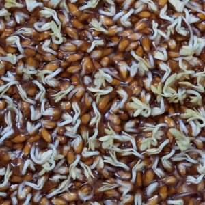 Detailed close-up of brown seeds sprouting with roots emerging in a moist environment.